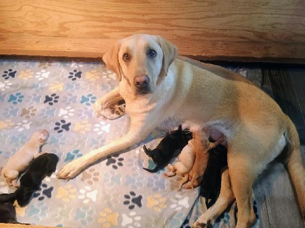 Labrador Retriever