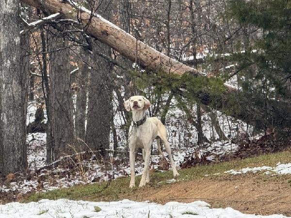 German Shorthaired Pointer