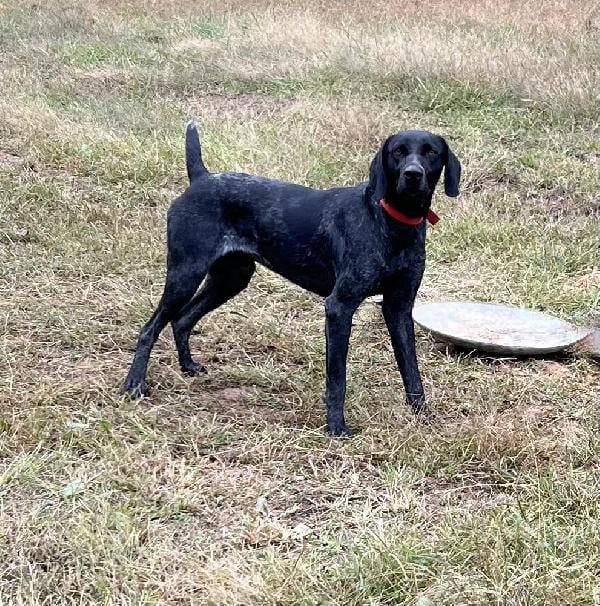 German Shorthaired Pointer