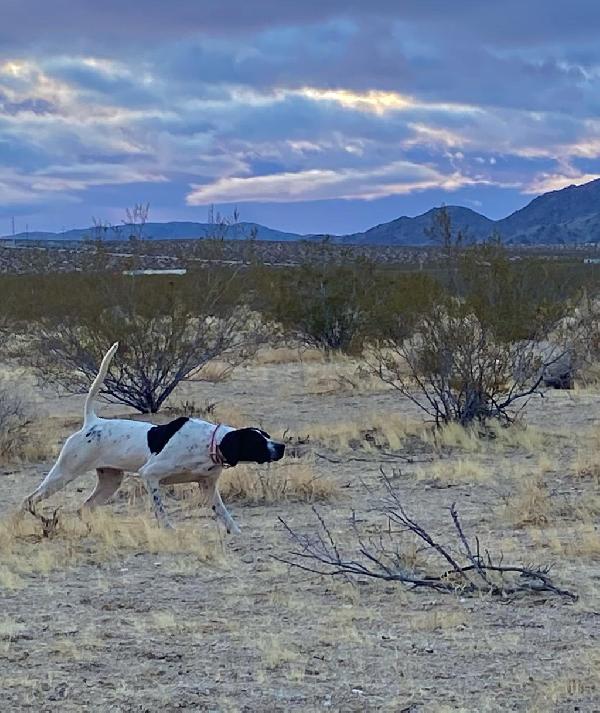 RINGO (RED RUM) X JETT (BLACKHAWK) PUPS