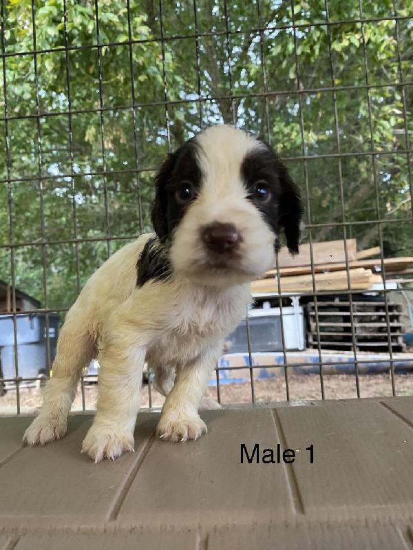 English Cocker Spaniel