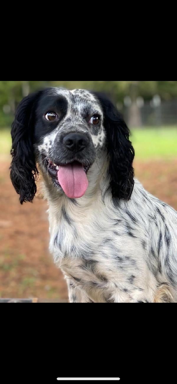 English Cocker Spaniel