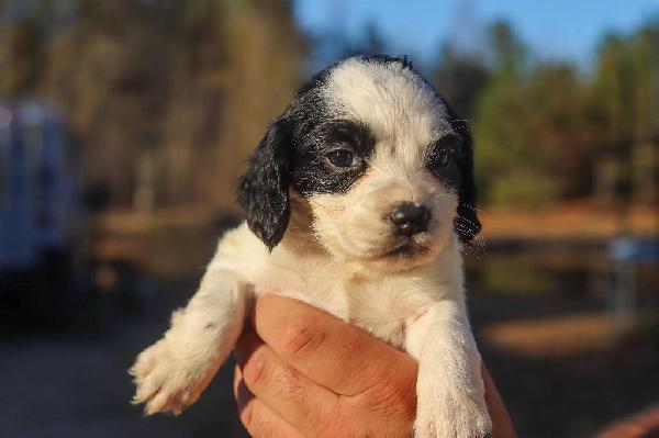 English Cocker Spaniel