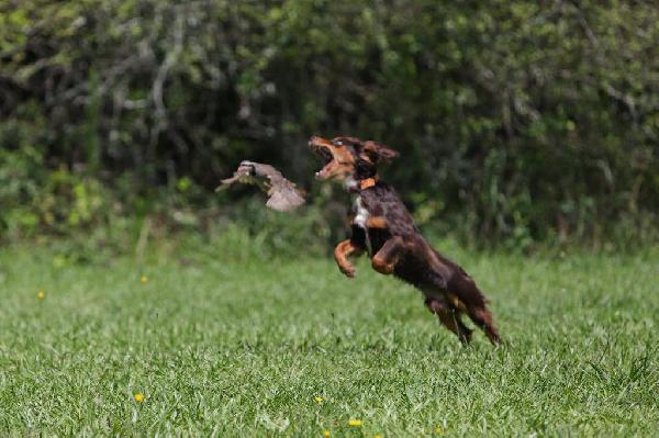 English Cocker Spaniel