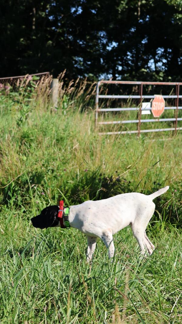 German Shorthaired Pointer