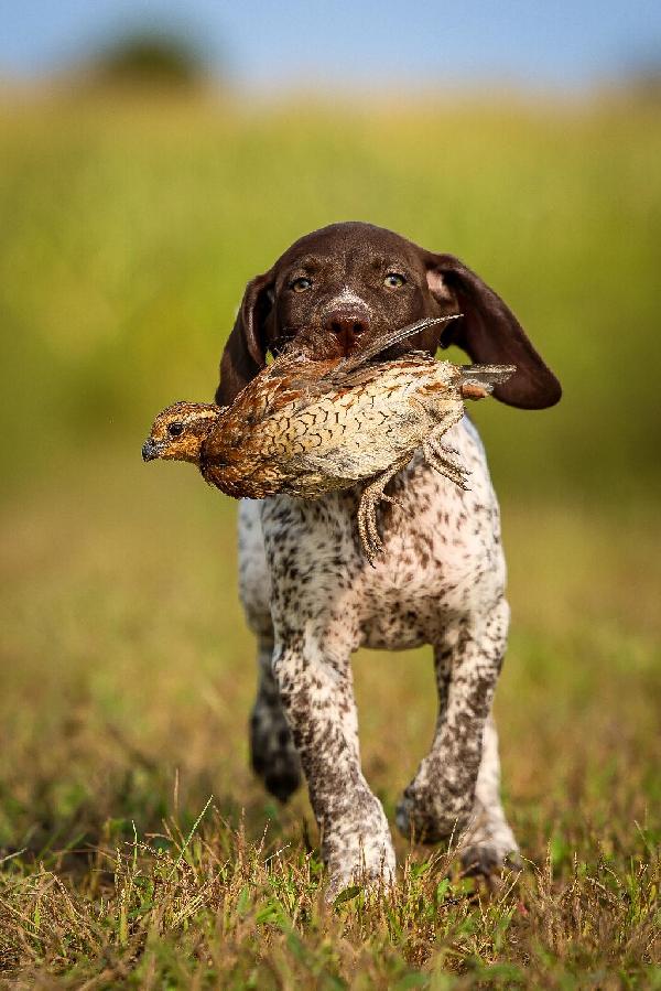 German Shorthaired Pointer