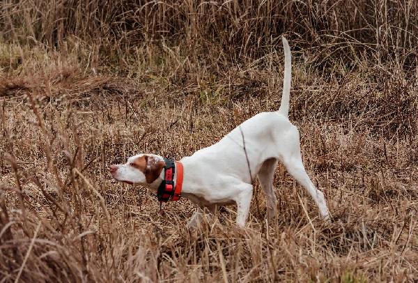 English Pointer
