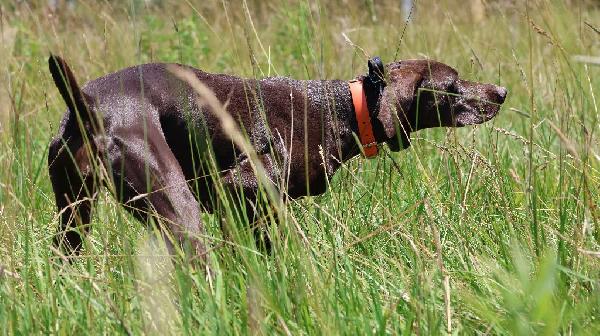 German Shorthaired Pointer