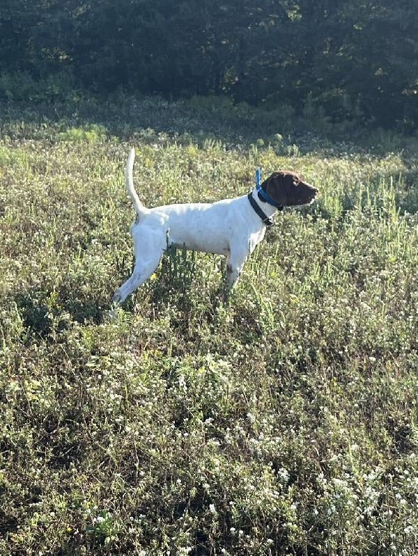 English Pointer