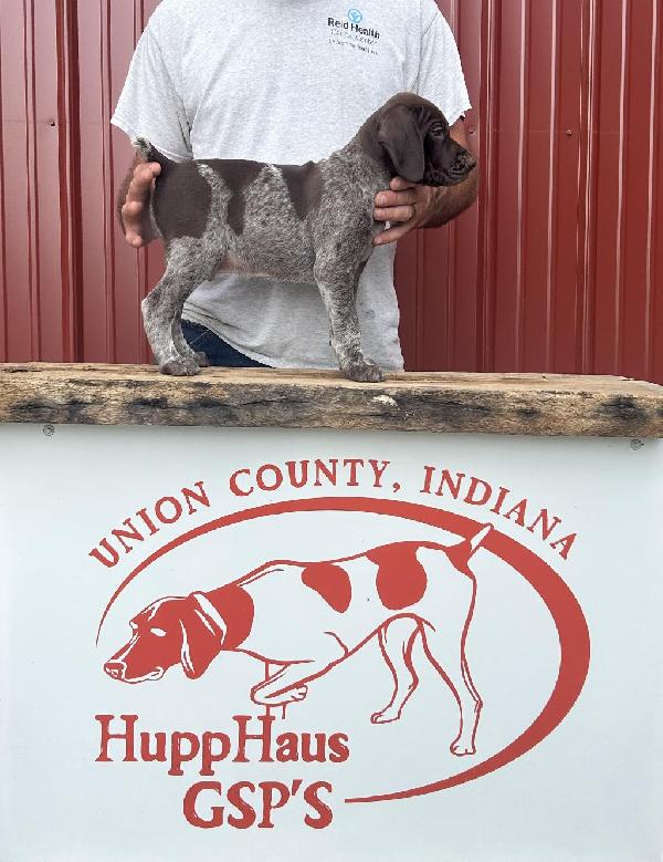 German Shorthaired Pointer