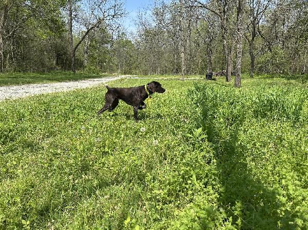 German Shorthaired Pointer