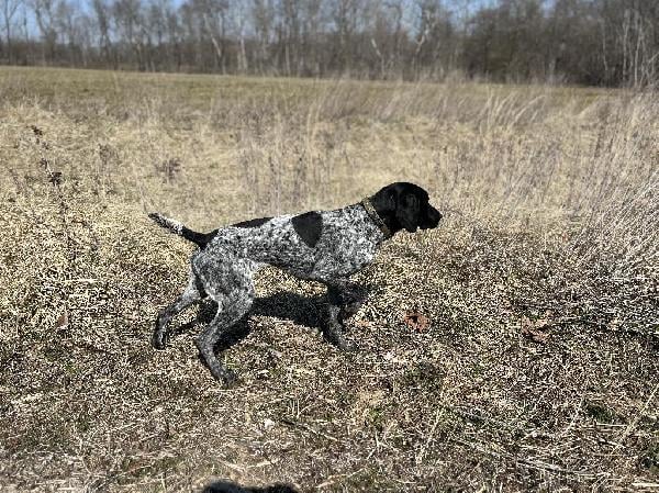 German Shorthaired Pointer