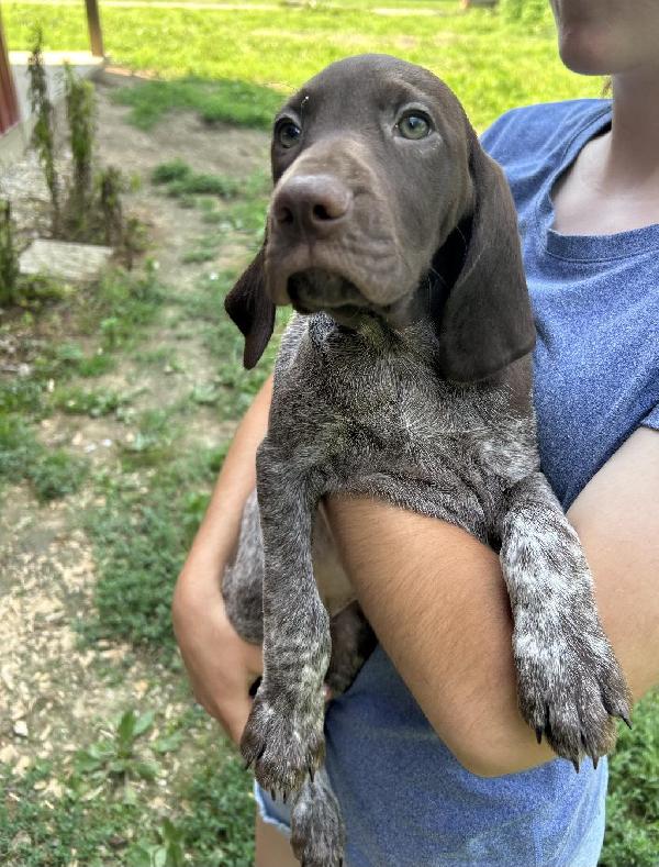 German Shorthaired Pointer