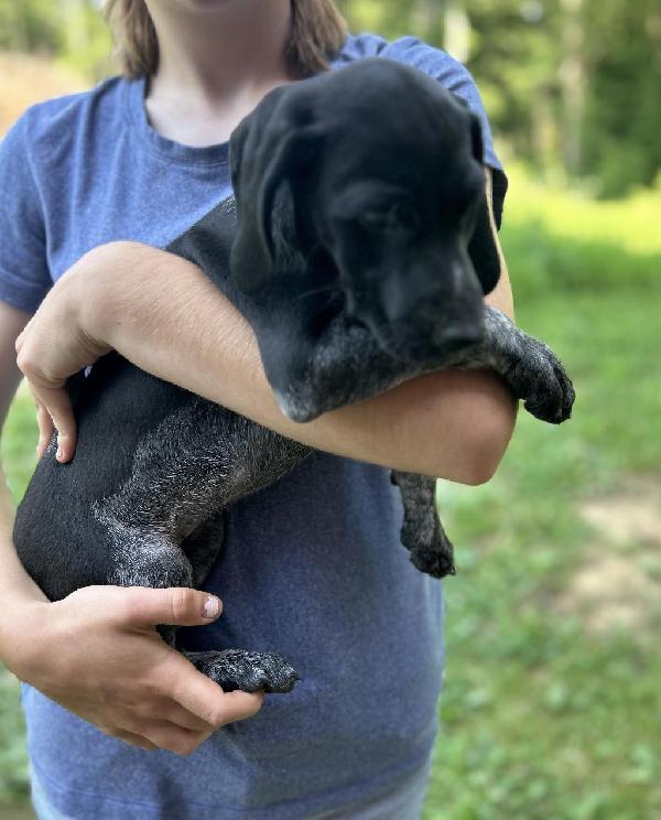 German Shorthaired Pointer