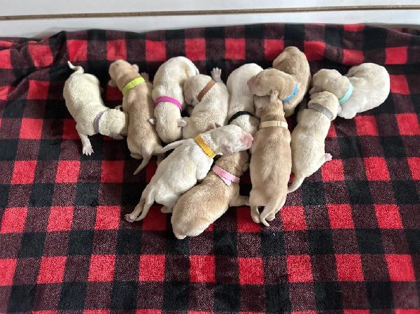 Labrador Retriever