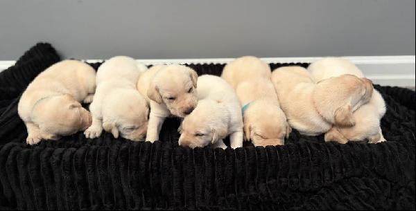 Labrador Retriever
