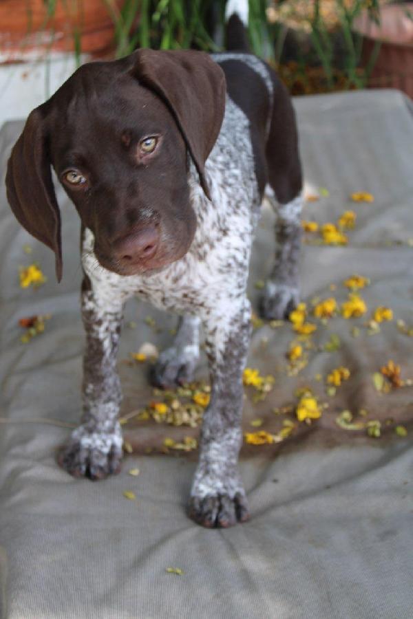 GERMAN SHORTHAIRED POINTER FOR SALE