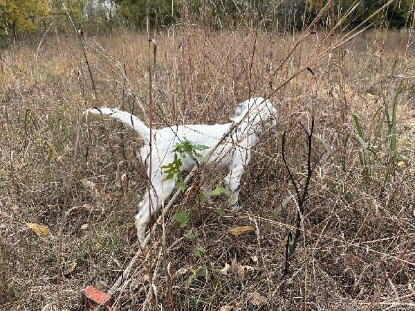 English Setter