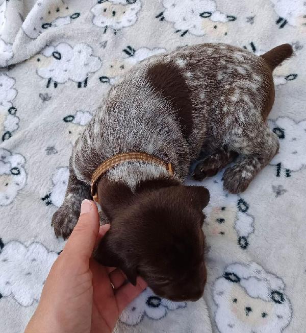 German Shorthaired Pointer