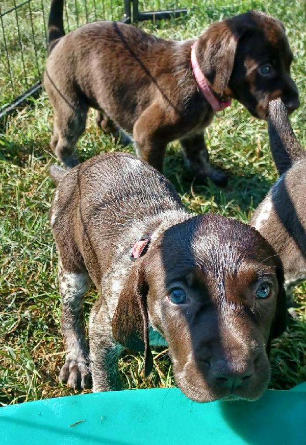 German Shorthaired Pointer
