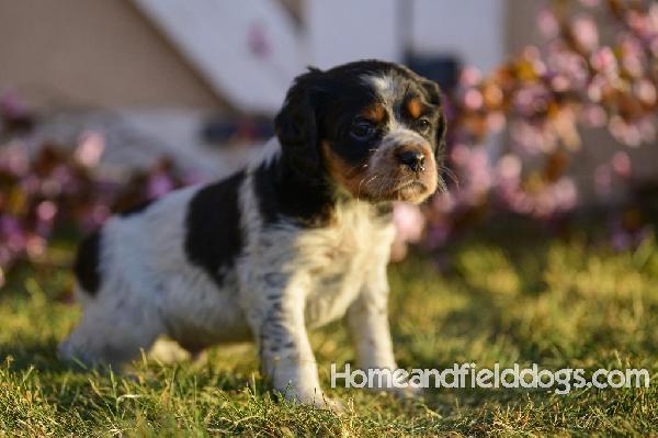 Tink X Tori tricolor male 3 five weeks_4.jpg