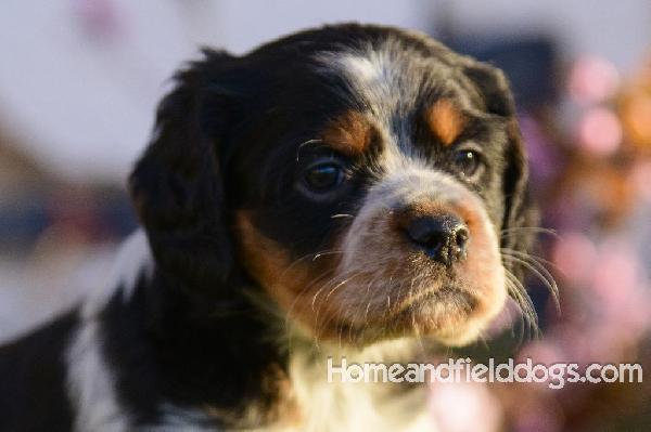 Tink X Tori tricolor male 3 five weeks_5.jpg