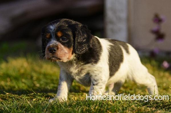 Tink X Tori tricolor male 3 five weeks_17.jpg