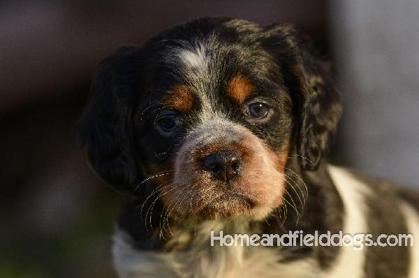 Tink X Tori tricolor male 3 five weeks_19.jpg