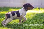 STARTED MALE FRENCH BRITTANY LIVER TRICOLOR