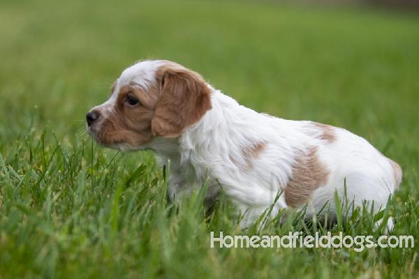 Lulu x tori orange male 5 weeks_4.jpg