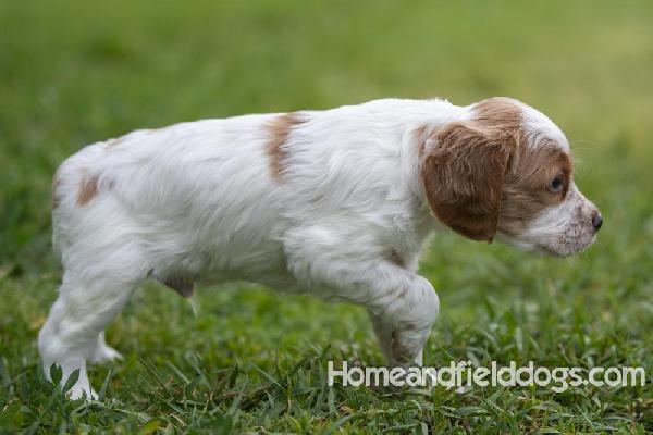Lulu x tori orange male 5 weeks_2.jpg