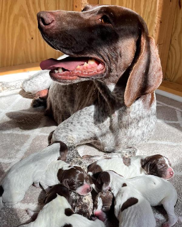 german shorthaired pointer newborn puppies