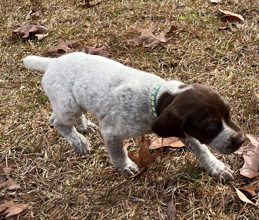 MALE GSP PUP