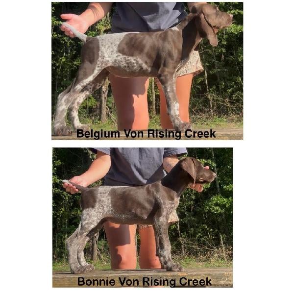 German Shorthaired Pointer