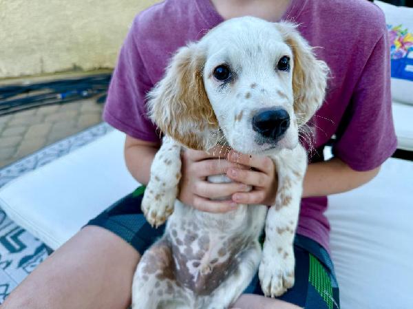 English Setter