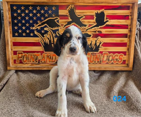 English Setter