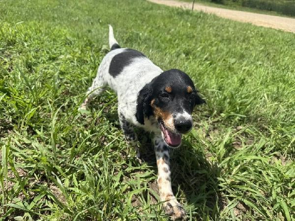 English Setter