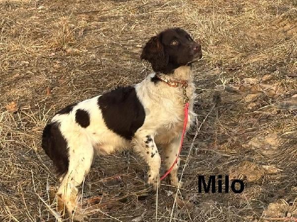 English Springer Spaniel