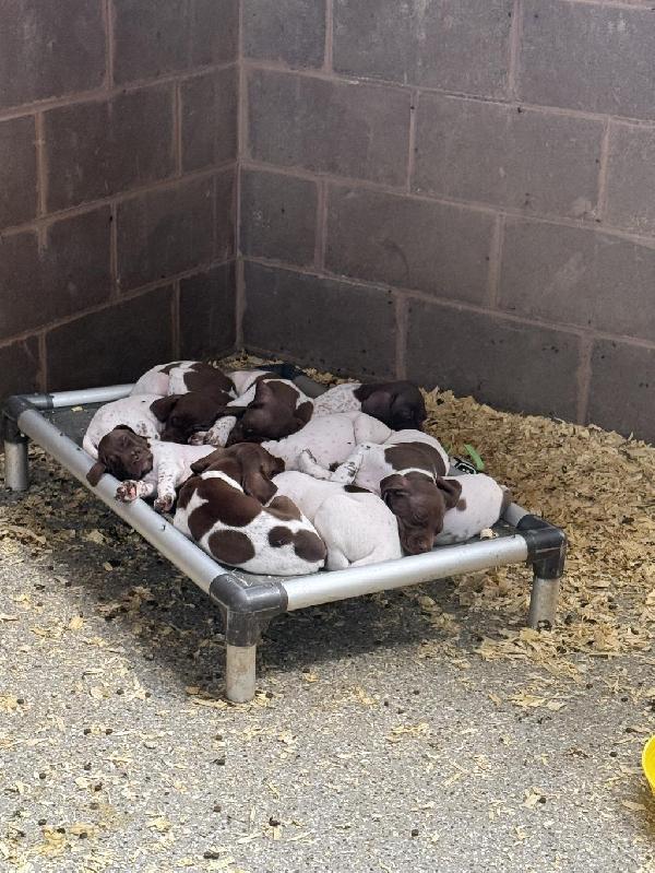 German Shorthaired Pointer