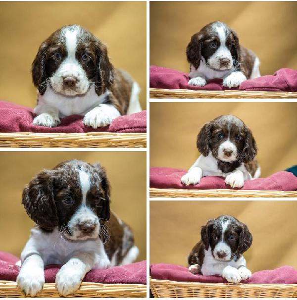English Springer Spaniel