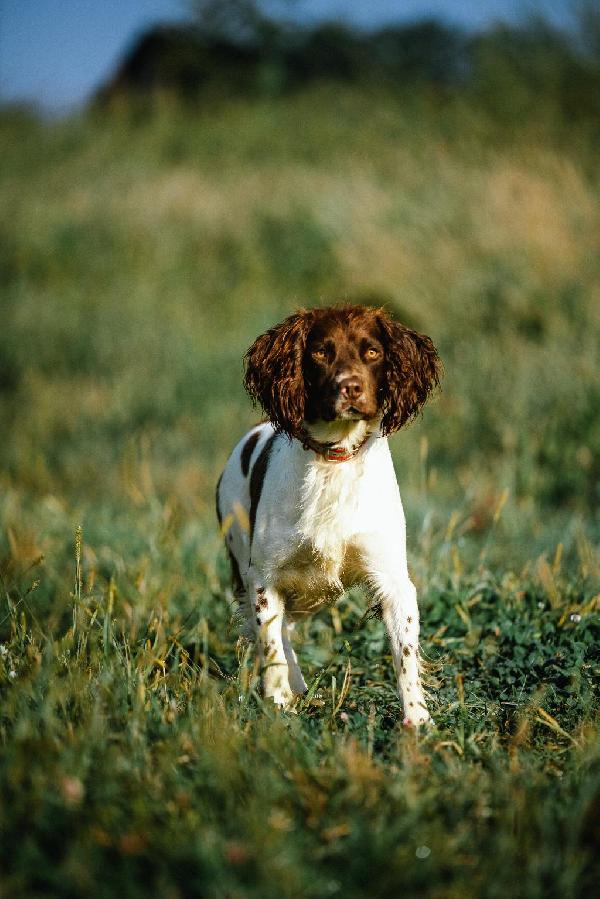 English Springer Spaniel