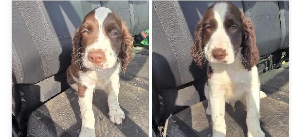 English Springer Spaniel