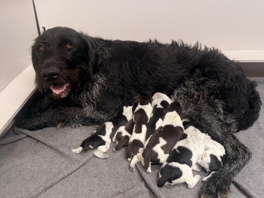 GERMAN WIREHAIRED POINTERS German Wirehaired Pointer
