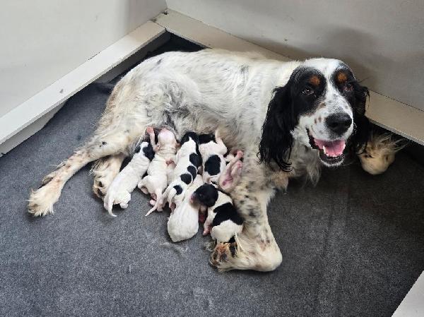 English Setter