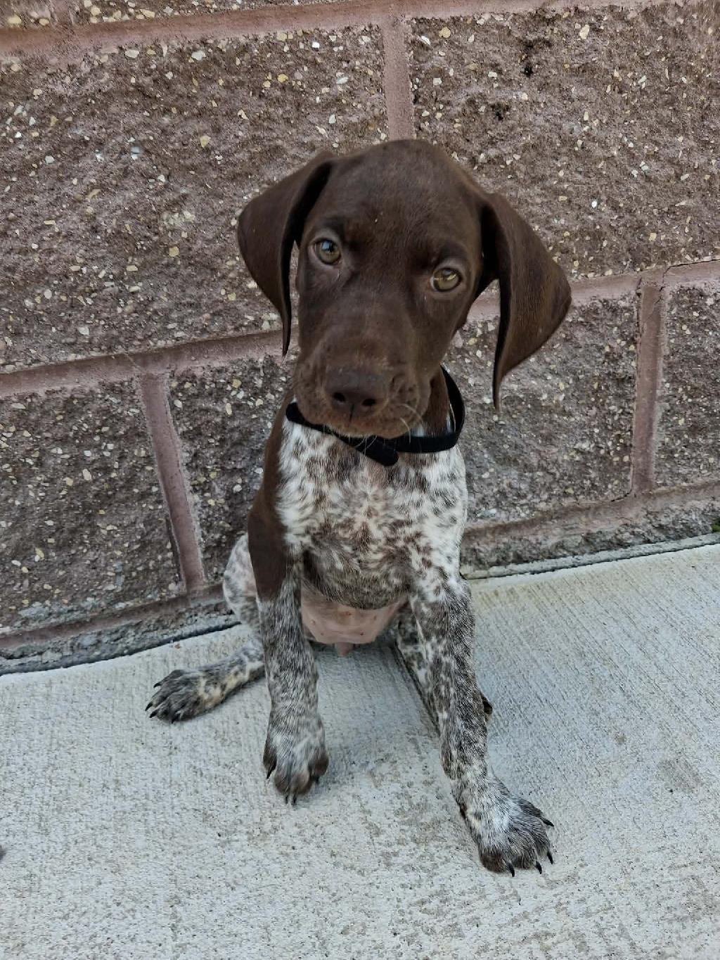 GSP PUPPIES German Shorthaired Pointer