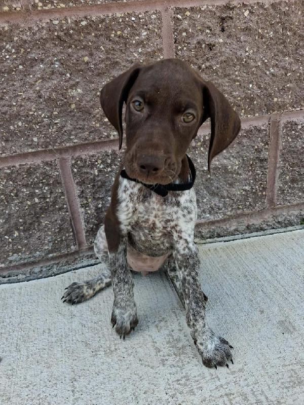 GSP PUPPIES German Shorthaired Pointer