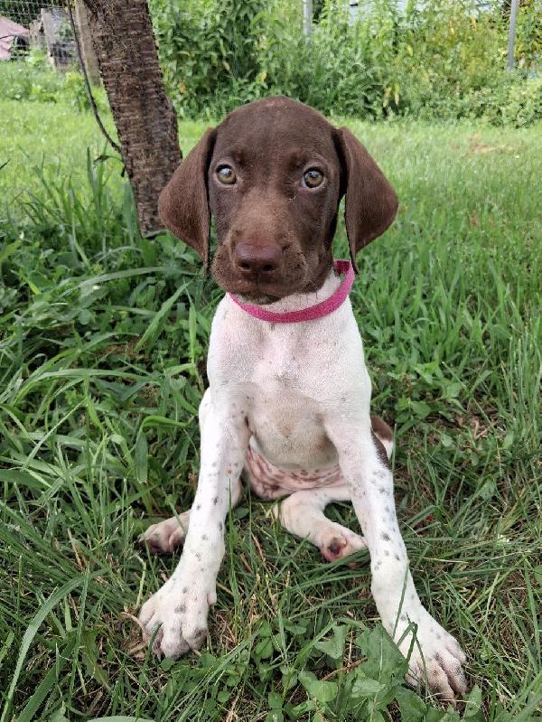 GSP PUPPIES German Shorthaired Pointer