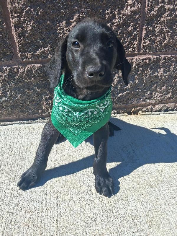 Labrador Retriever