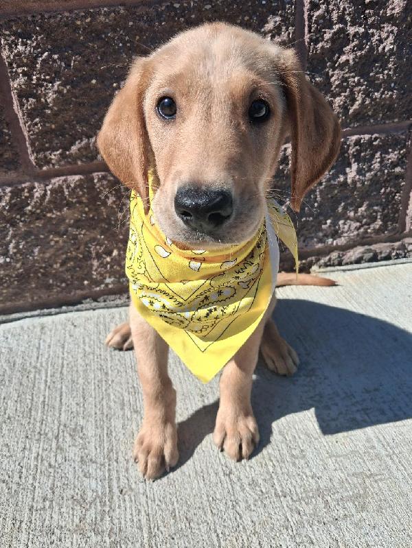 Labrador Retriever