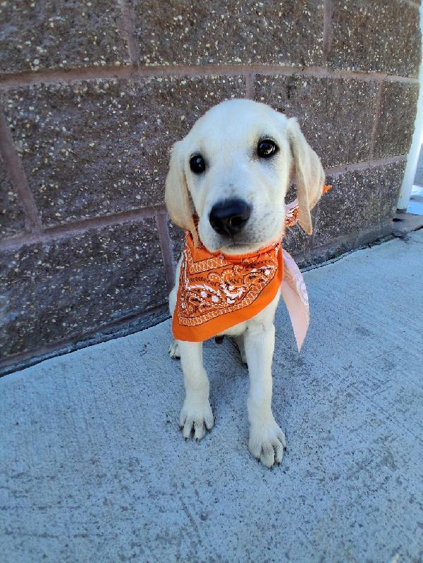Labrador Retriever